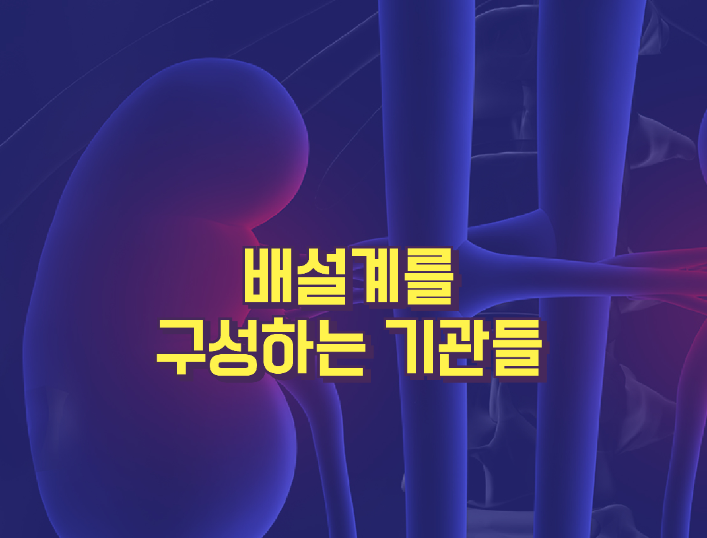 배설계를 구성하는 기관들